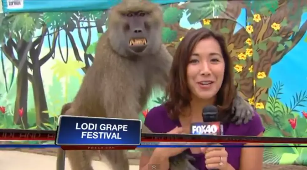 Baboon Cops a Feel on News Reporter [VIDEO]