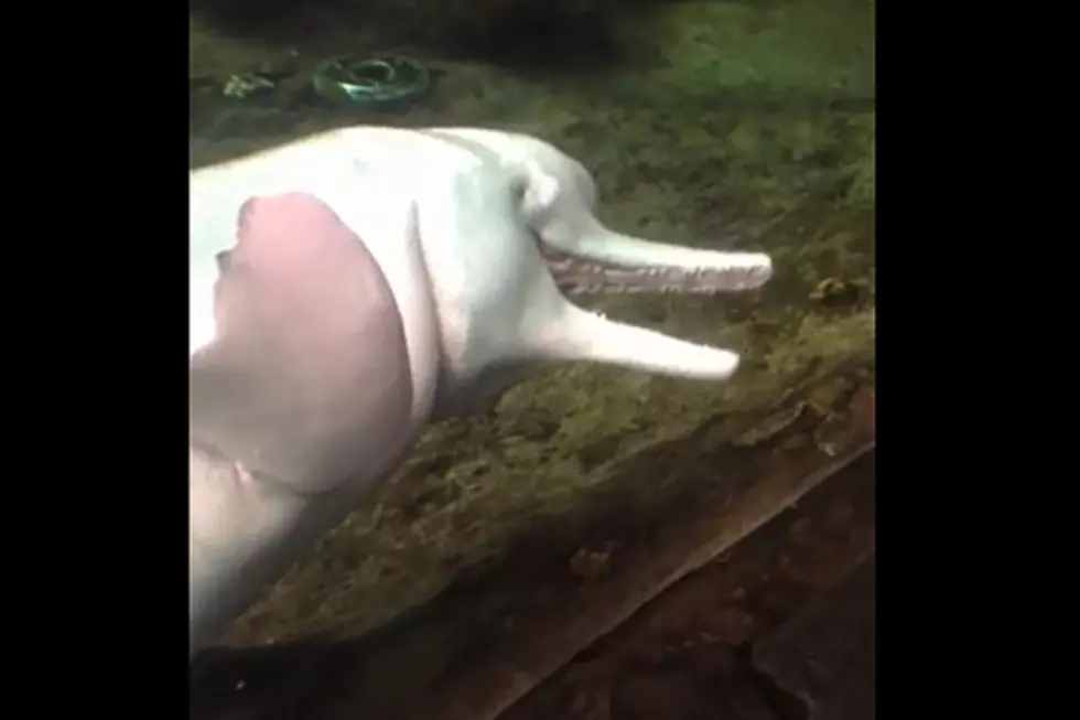 Dolphin Caught on Tape Having Sex with Dead Fish [NSFW]