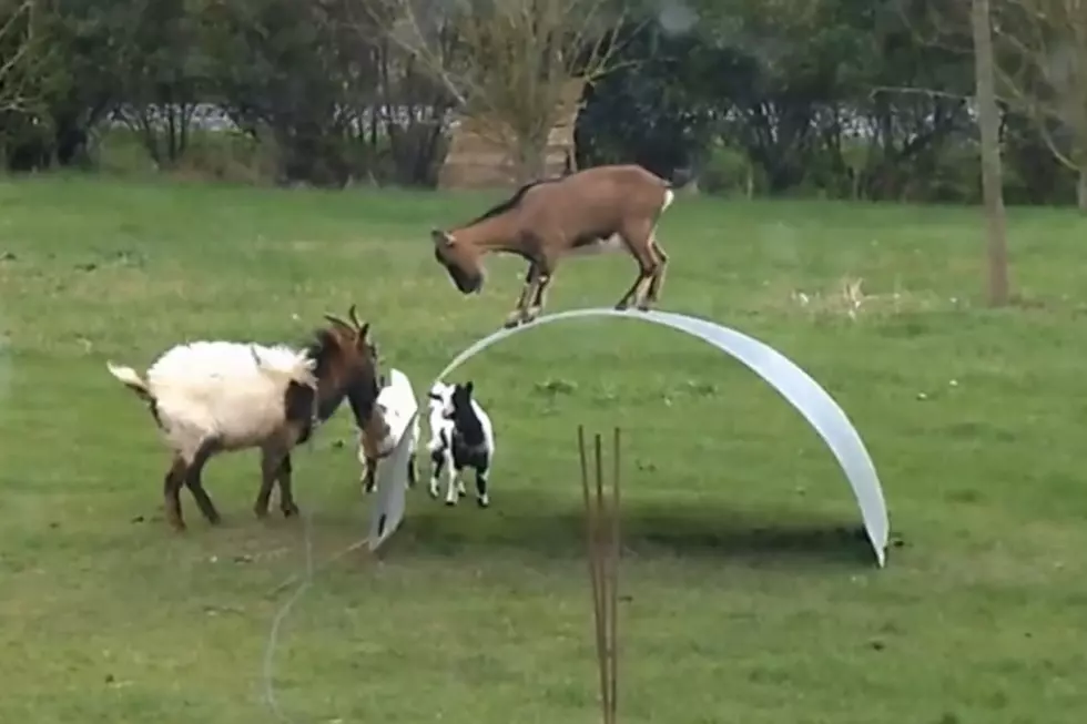Goats Playing With Steel Ribbon [VIDEO]