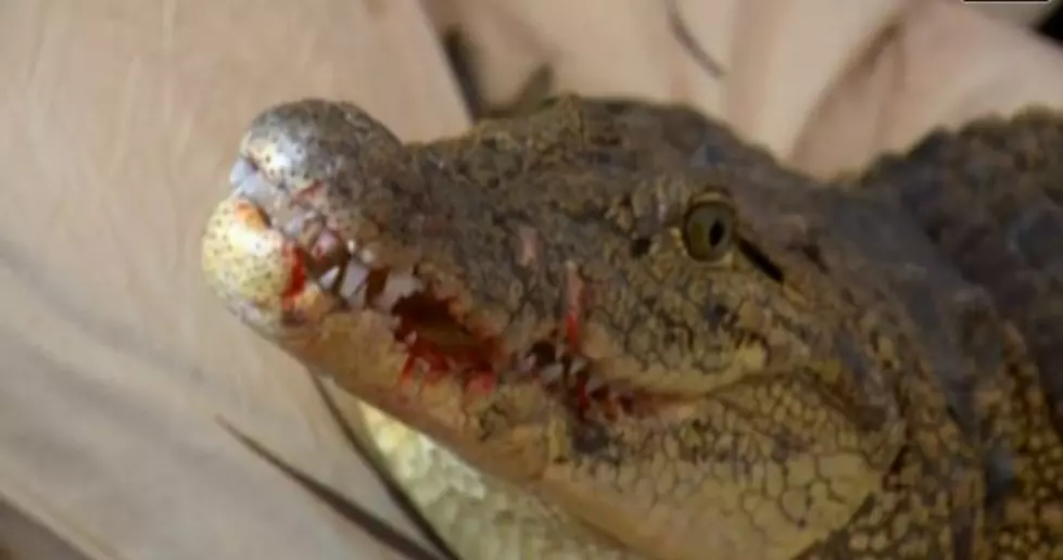 Guy Lives With a Pet Crocodile in a Very Small Apartment [VIDEO]