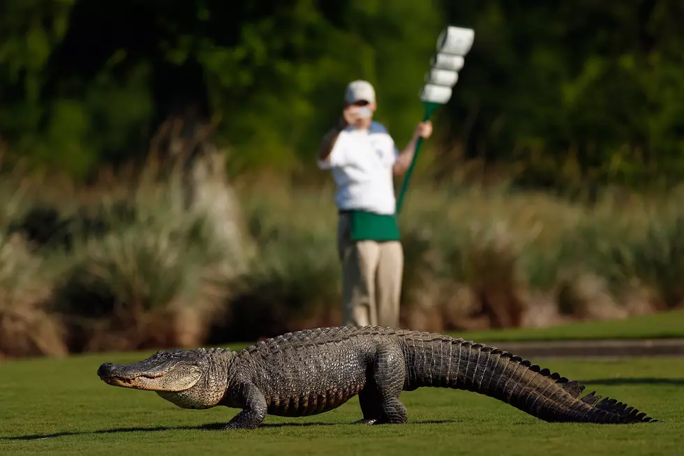 Alligator Fight Breaks Out on Golf Course [VIDEO]