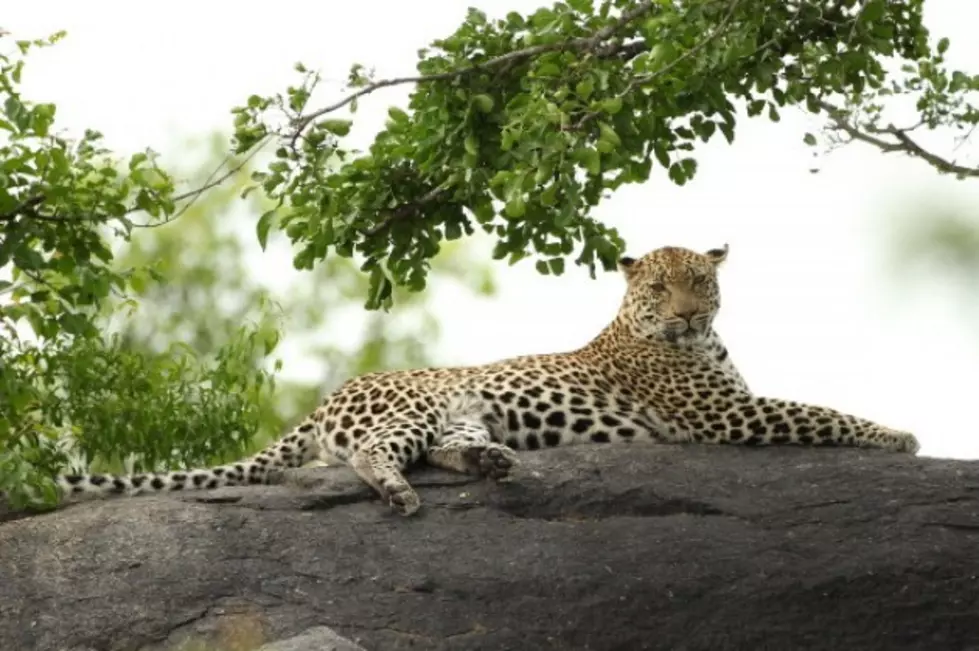 A Leopard Has Been Devouring Drunk People in India