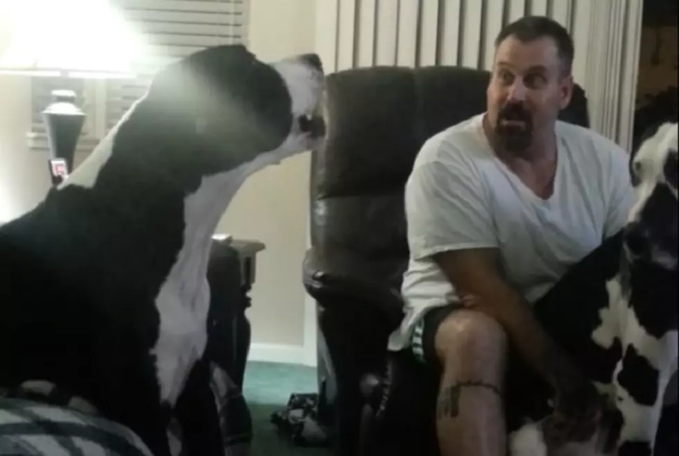 Tantrum Throwing Great Dane Shows Toddlers How It’s Done [VIDEO]