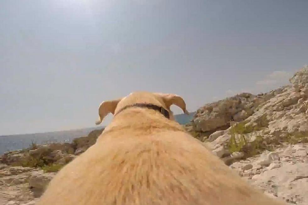 Dogs Are Now Using GoPro Cameras