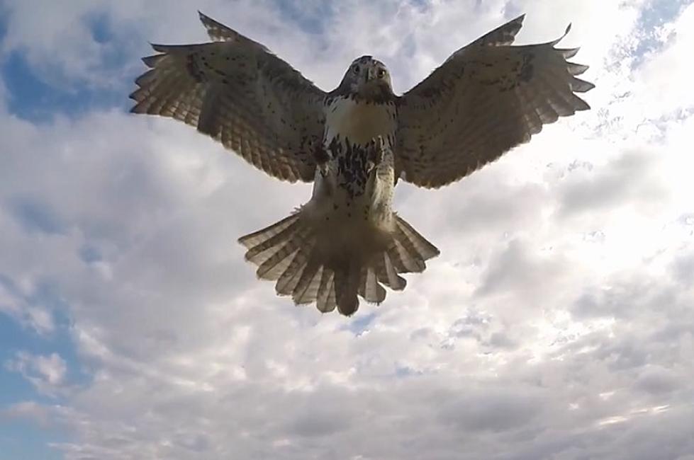 Hawk Takes Down Remote Control Helicopter