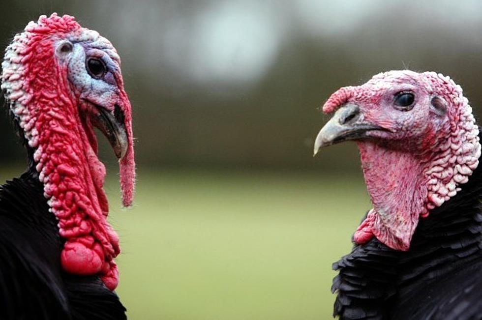 Turkeys Battle For Presidential Pardon in the Gobble Games