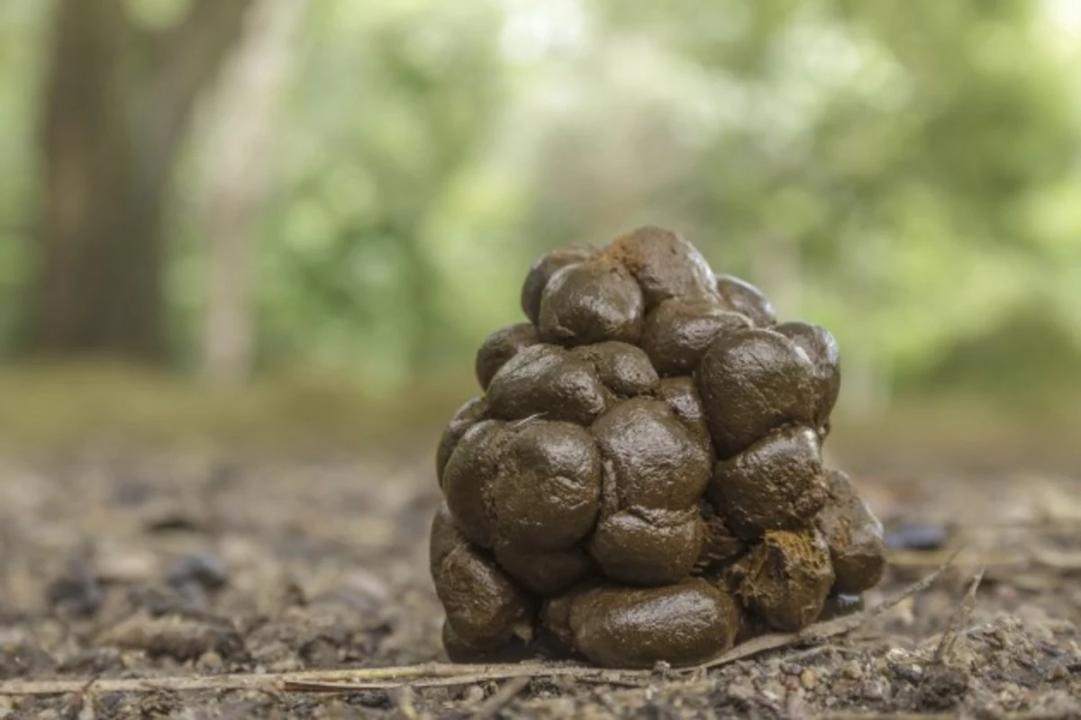 Give The Gift Of Poo give-the-gift-of-poo