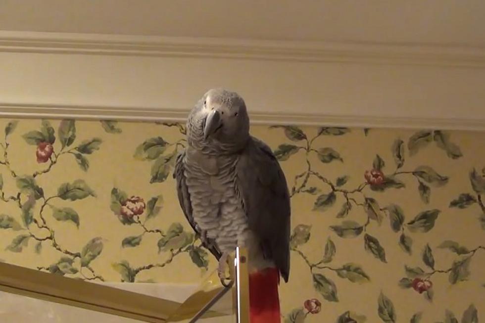 Parrot Does a Perfect Matthew McConaughey Impersonation