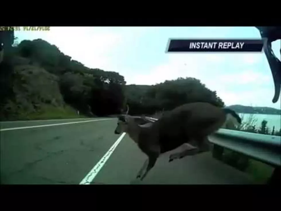Dude on Bike Collides With Deer at 30 Miles Per Hour [VIDEO]