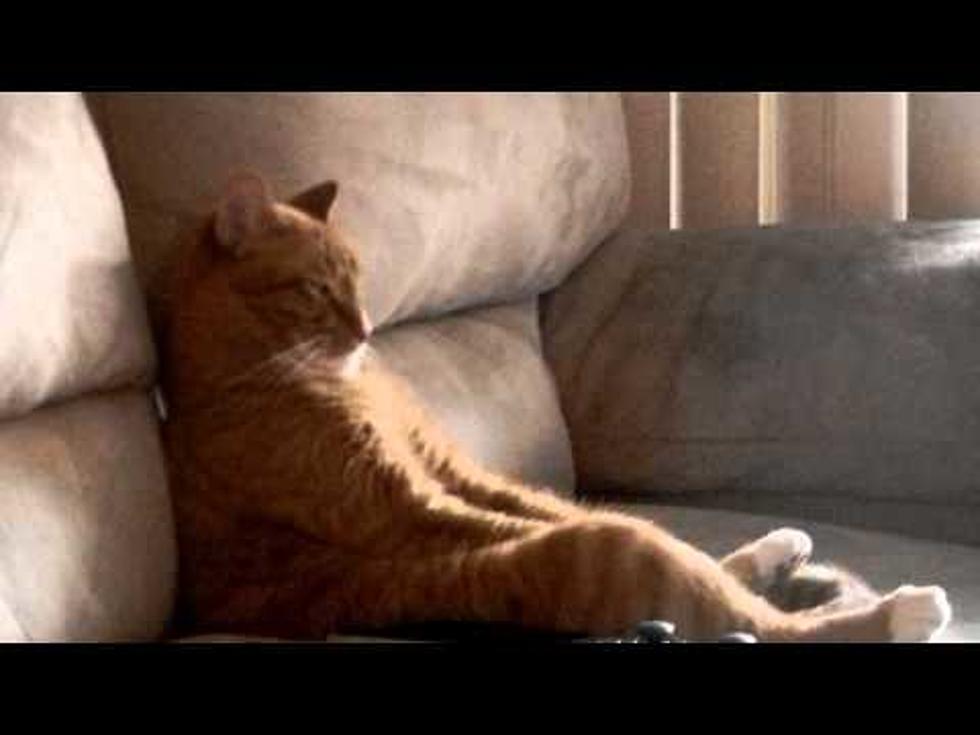 Watch This Couch-locked Cat Dig Slayer [VIDEO]