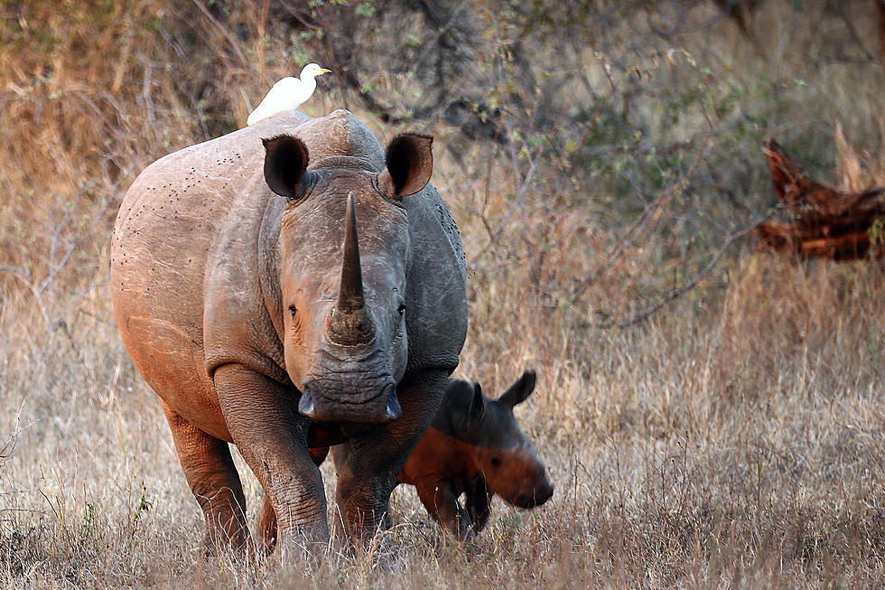 Texans Offering Sanctuary to Endangered Rhinos