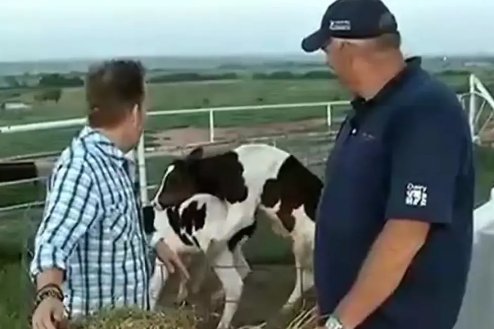 Reporter Gets Way Too Excited About Cow Sex in the Background
