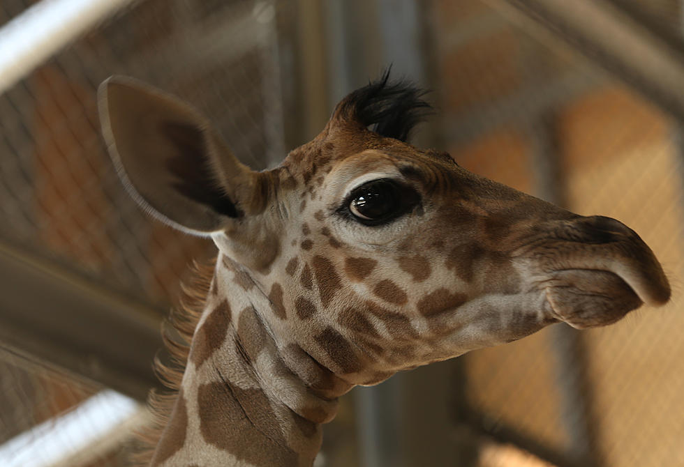 Baby Giraffe Dies in Accident at Dallas Zoo