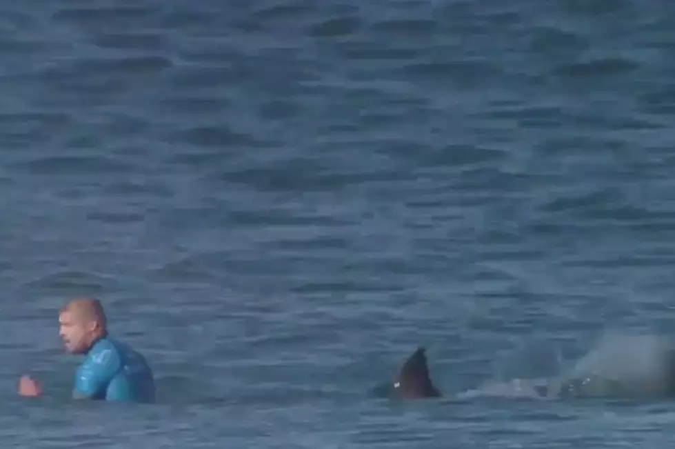 Surfer Attacked By Shark On Live TV