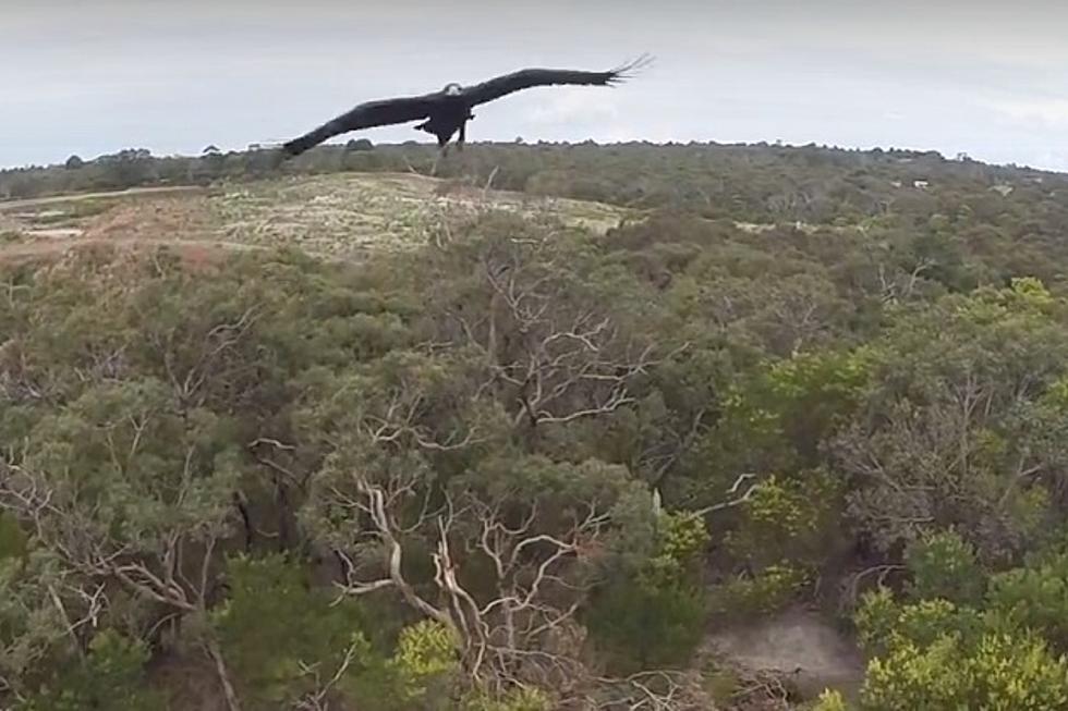 Drone Attacked By Eagle In Mid-Flight