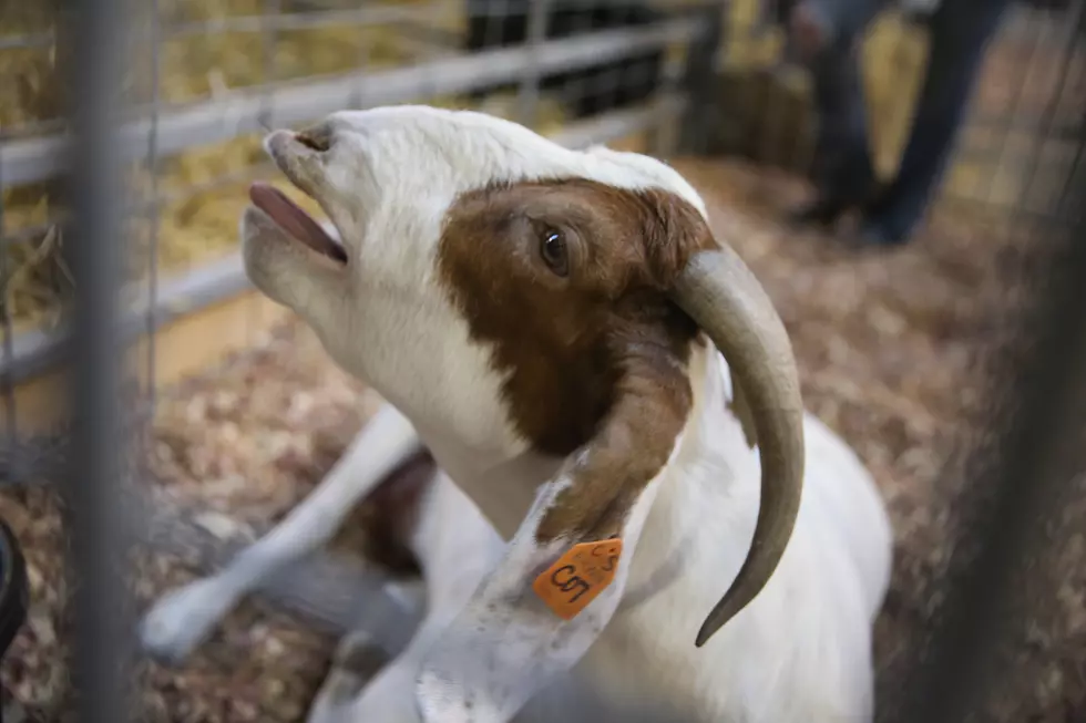 Four Eating Champions Come Together to Eat Forty Pounds of Goat to Reverse Chicago Cubs Curse [PHOTOS]