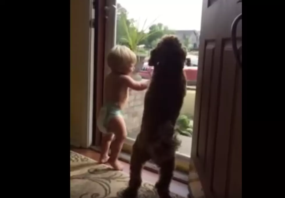 Baby and Dog Freak Out in Unison When Daddy Comes Home [VIDEO]