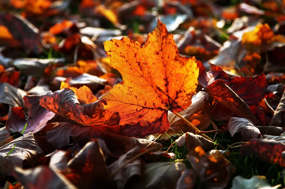 Scientists Say to Not Rake Your Leaves [VIDEO]