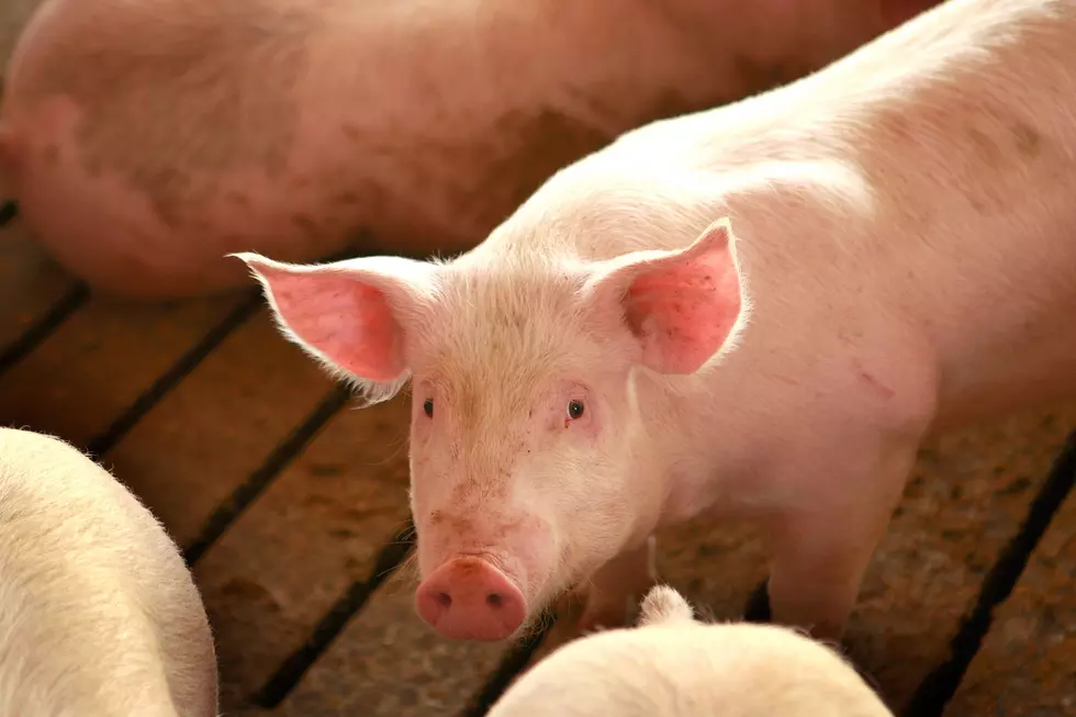 Texas Police Department Deals with Runaway Pig