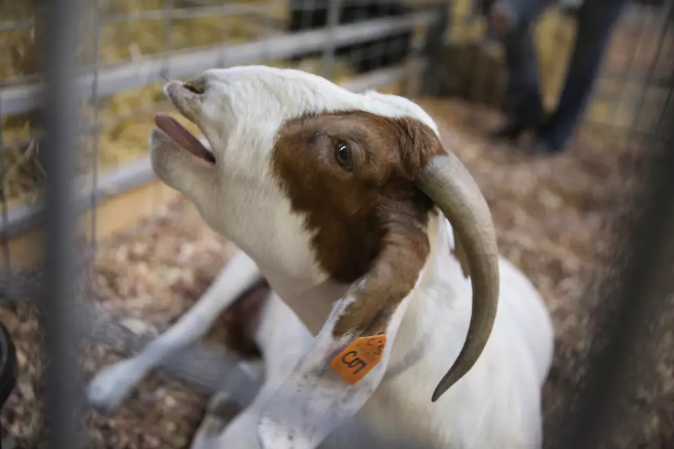 Screaming Goats Perform Your Favorite Christmas Songs