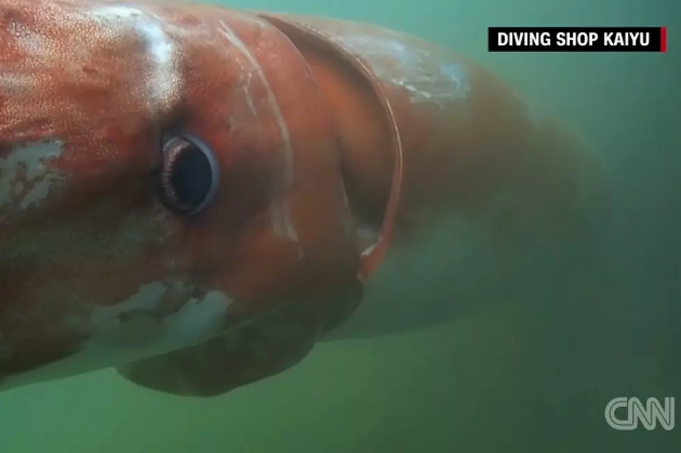 Giant Squid Caught on Camera in Japan