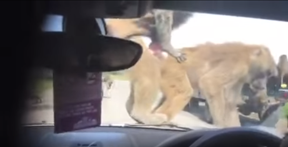 Little Girl’s Safari Trip Ruined After Monkeys Have Sex on Car [VIDEO]