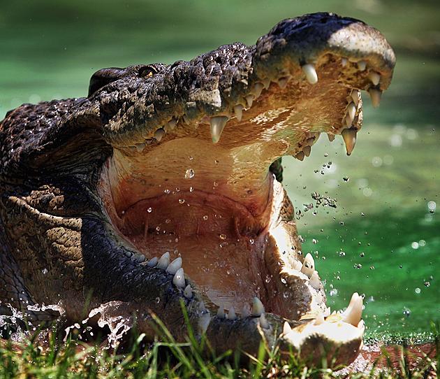 Crocodiles Found Guarding Drug Money