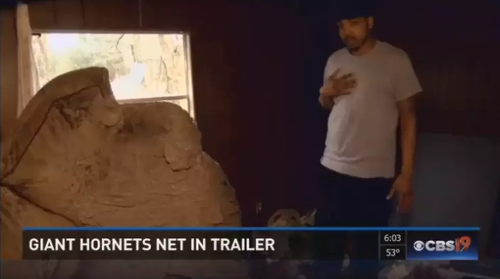 Massive Hornet’s Nest Found in Texas Trailer [VIDEO]