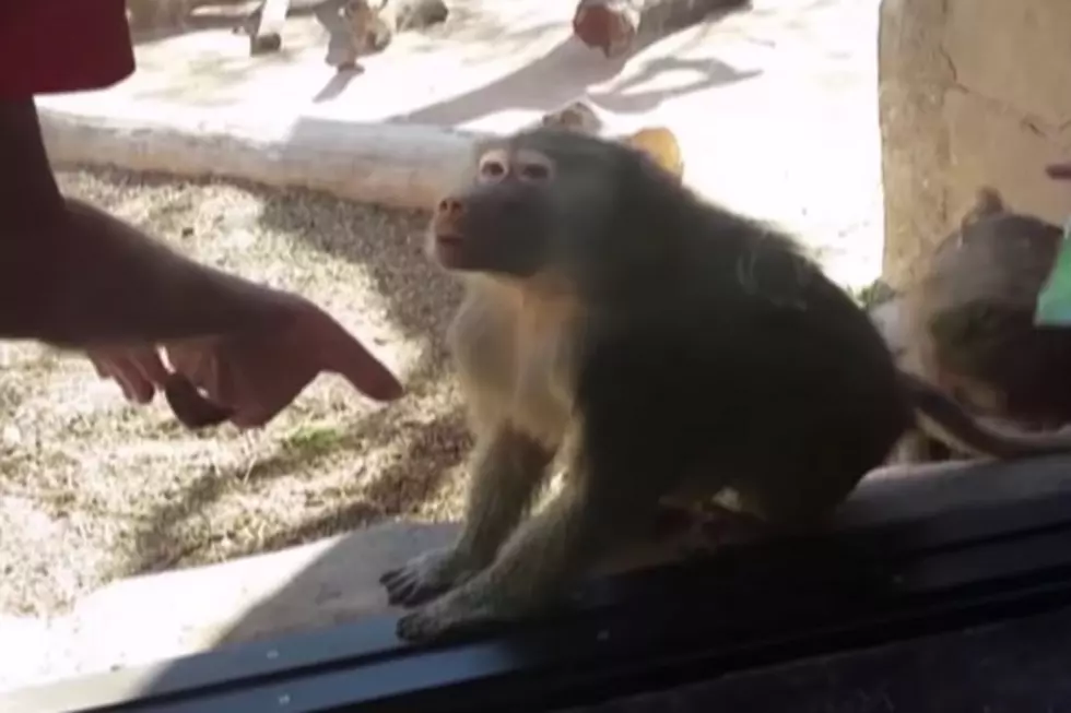 Simple Magic Trick Leaves This Baboon In Awe