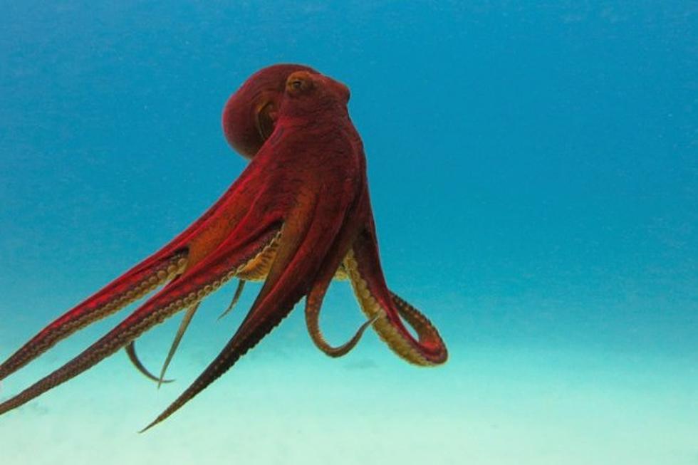 Octopus Stages The Ultimate Jail Break