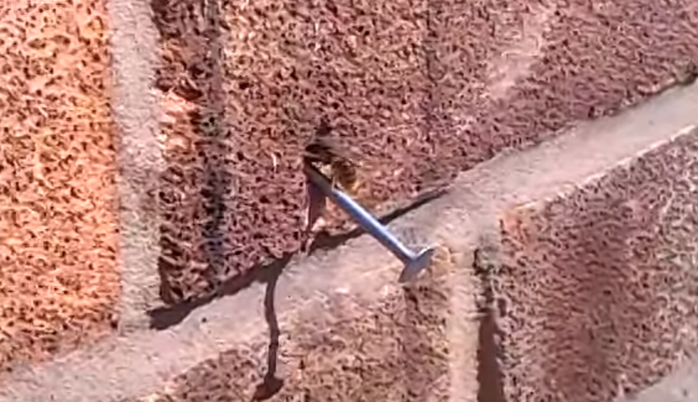 Mighty Bee Pulls Nail Out of Brick Wall [VIDEO]