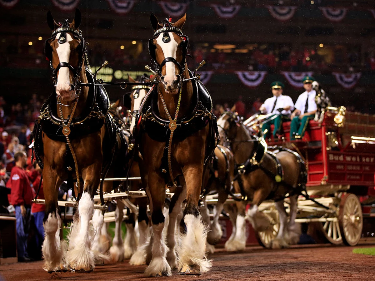 Budweiser Clydesdales Will be in Texas to Celebrate Brewerie's 50th