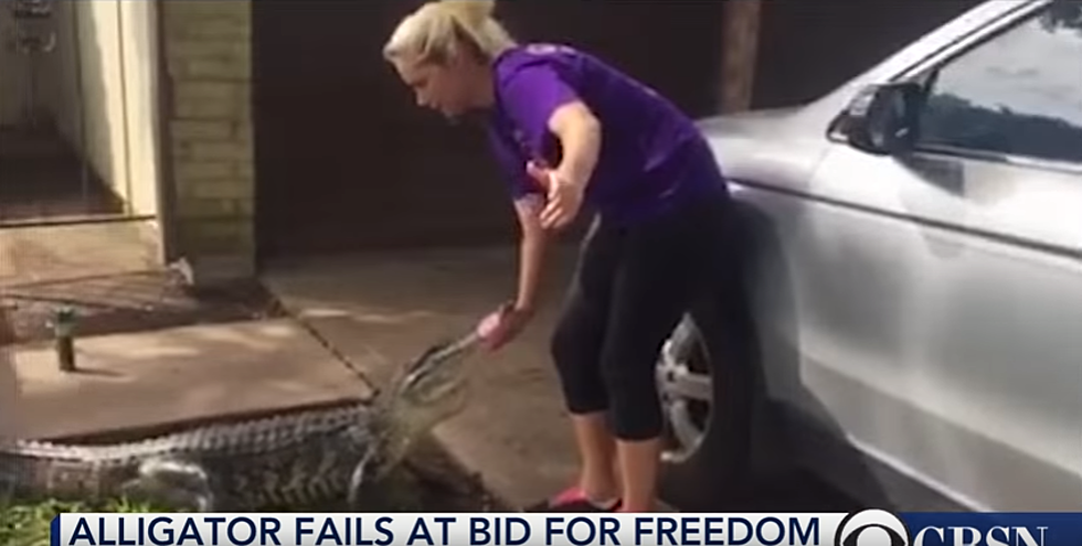 Texas Gator Attempts to Break Out of Car [VIDEO]