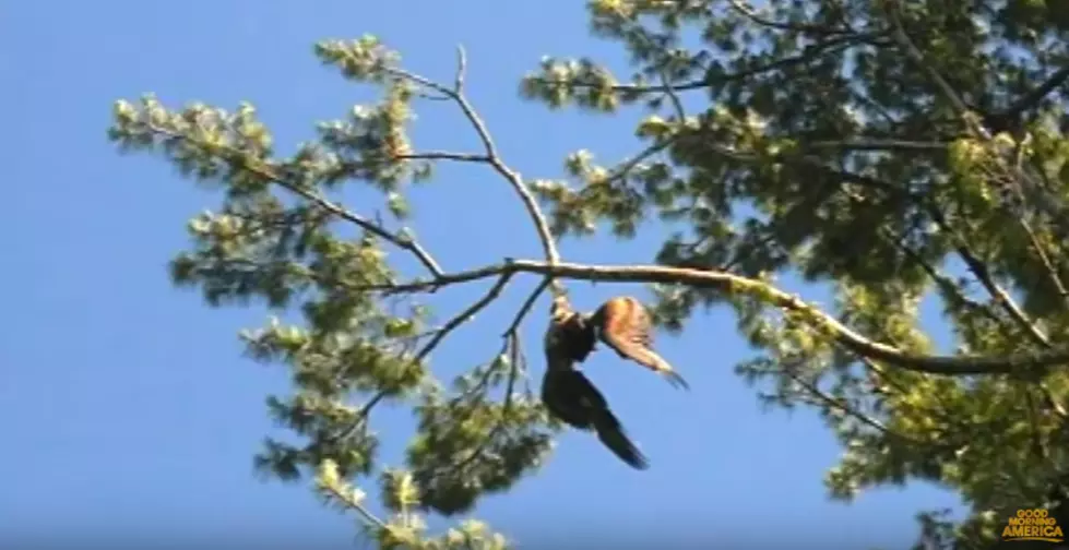 Rescuing a Bald Eagle with a Gun is the Most American Video to Watch Today [VIDEO]