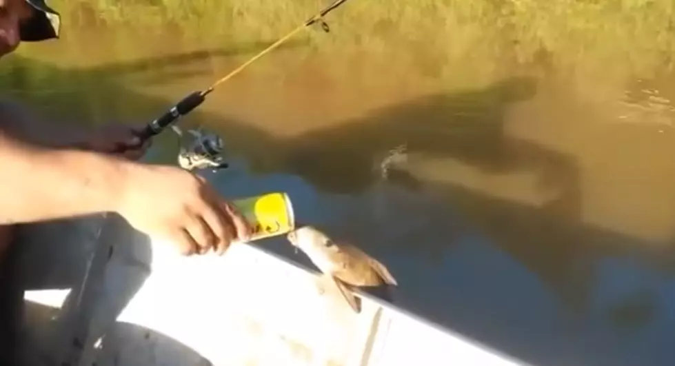 Coolest Fish Ever Drinks Beer From a Can [VIDEO]