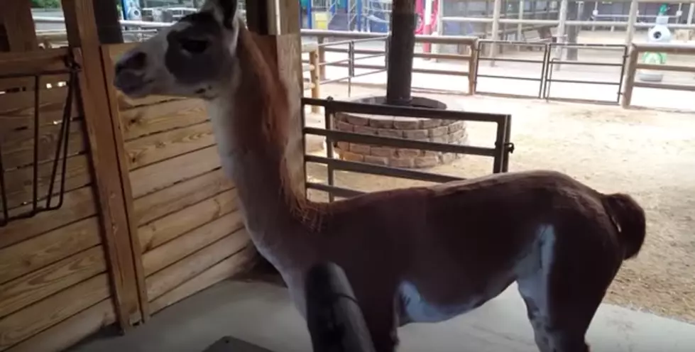 Texas Llama Absolutely Loves Leaf Blowers [VIDEO]