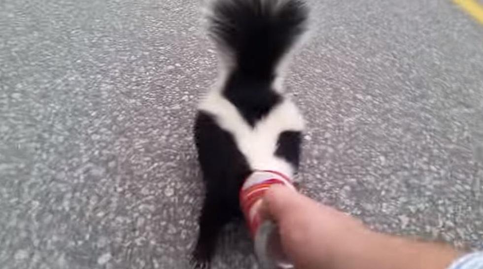 So a Skunk Got Its Head Stuck in a Coke Can [VIDEO]