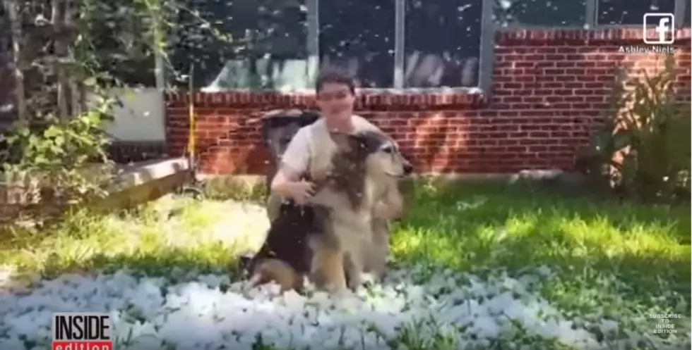 Dying Texas Dog Gets to Play in the Snow [VIDEO]