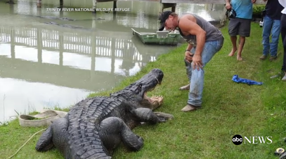 This Alligator Is the Largest Ever Caught Alive in Texas [VIDEO]