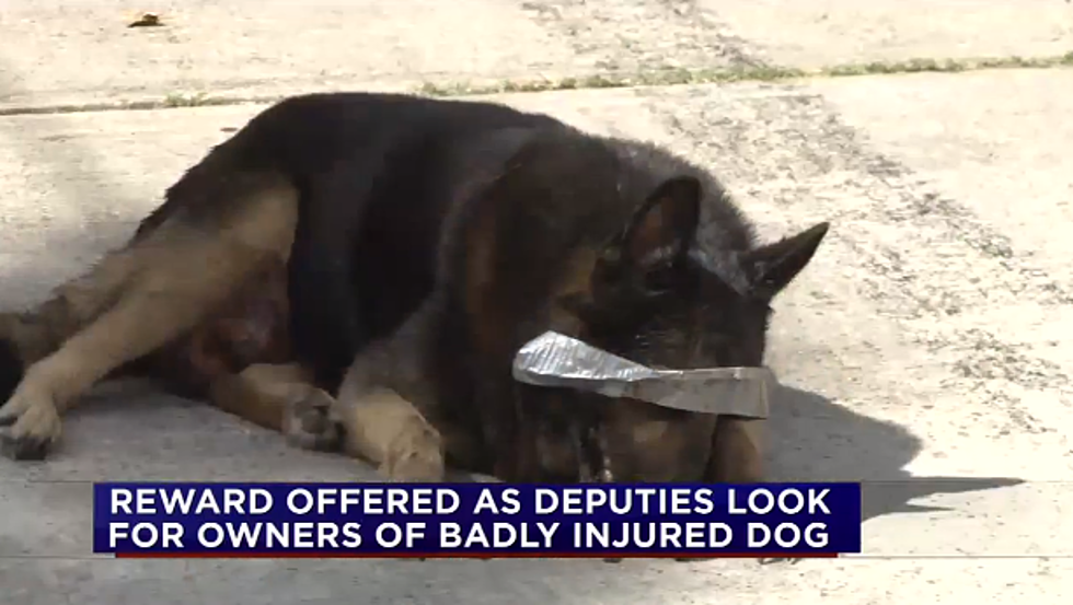 Texas Police Looking For Whoever Duct Taped This Dog to the Side of the Road [VIDEO]