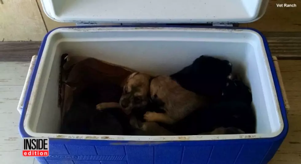 Nine Puppies Found in a Cooler on the Side of a North Texas Road