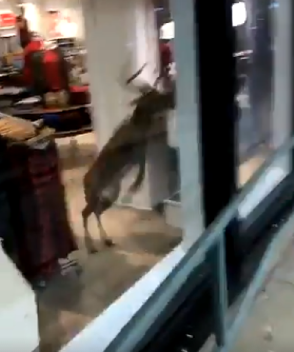 Deer Breaks Into and Out of American Eagle in Oklahoma [VIDEO]