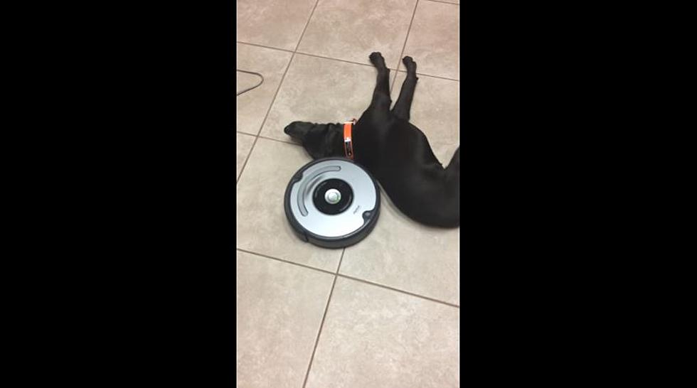 Lazy Dog Unfazed by Roomba [VIDEO]