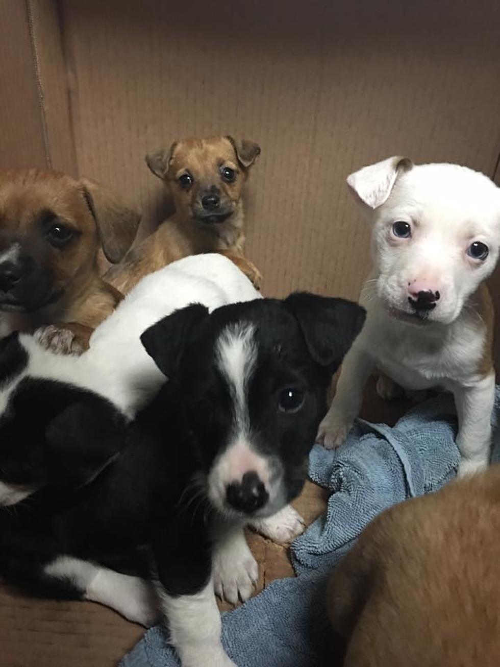 Oklahoma Puppies Found Abandoned in a Box Near City Park