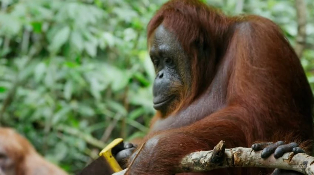  Wild Orangutan  Learns How to Use Saw Quickly Gets Bored 