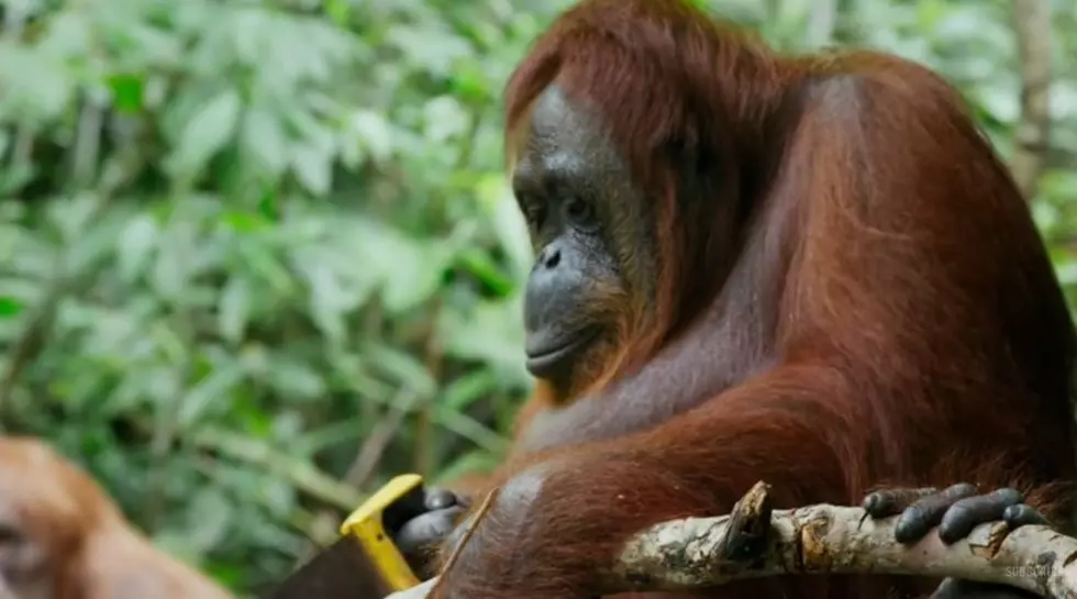 Wild Orangutan Learns How to Use Saw, Quickly Gets Bored With It [VIDEO]