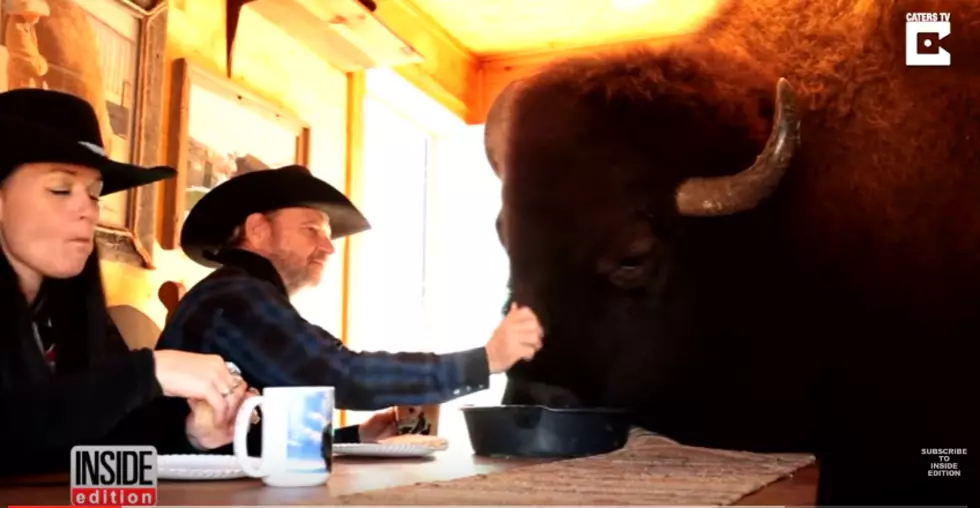 Texas Couple Lives With a House Trained Buffalo [VIDEO]