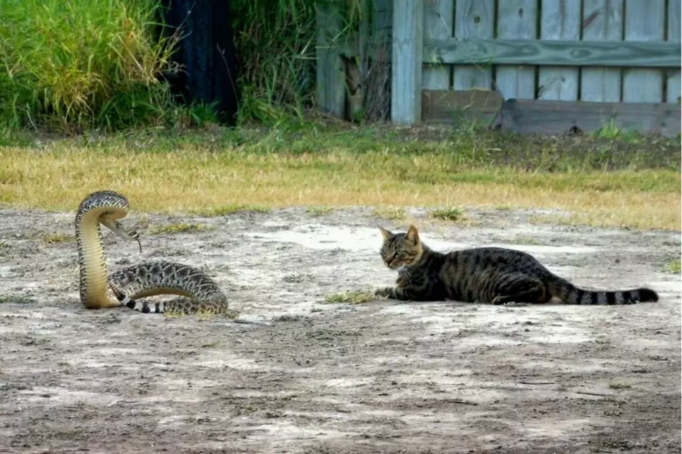 Calm Cat Stares Down Texas Rattlesnake [VIDEO]