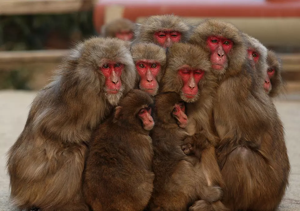 Snow Monkeys in Texas