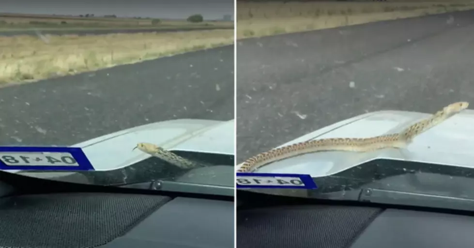 Snake Crawls Out of Guy’s Truck While Driving Down the Road Texas